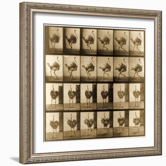 Image Sequence of an Ostrich Running, 'Animal Locomotion' Series, C.1887-Eadweard Muybridge-Framed Giclee Print