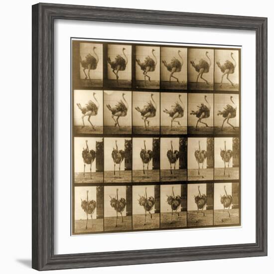 Image Sequence of an Ostrich Running, 'Animal Locomotion' Series, C.1887-Eadweard Muybridge-Framed Giclee Print