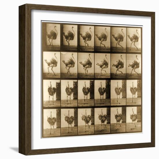 Image Sequence of an Ostrich Running, 'Animal Locomotion' Series, C.1887-Eadweard Muybridge-Framed Giclee Print