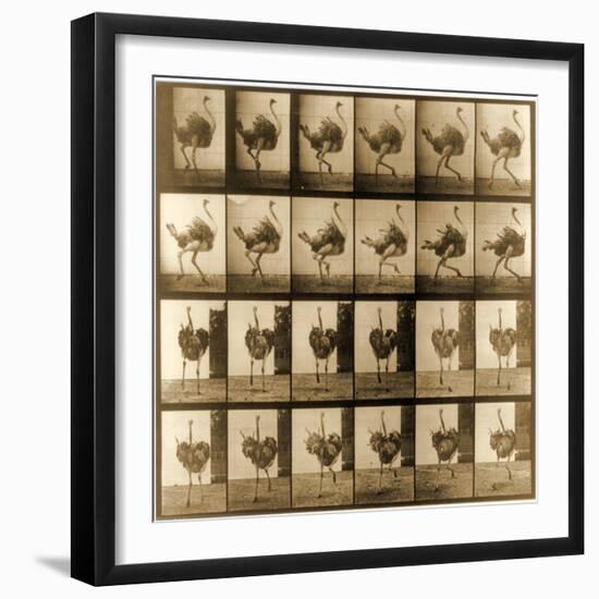 Image Sequence of an Ostrich Running, 'Animal Locomotion' Series, C.1887-Eadweard Muybridge-Framed Giclee Print