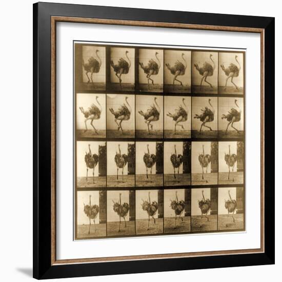 Image Sequence of an Ostrich Running, 'Animal Locomotion' Series, C.1887-Eadweard Muybridge-Framed Giclee Print