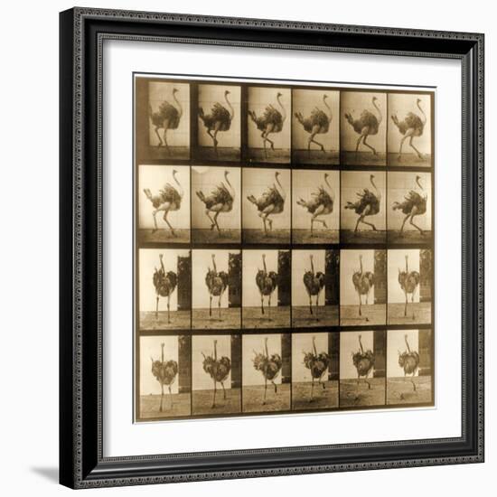 Image Sequence of an Ostrich Running, 'Animal Locomotion' Series, C.1887-Eadweard Muybridge-Framed Giclee Print