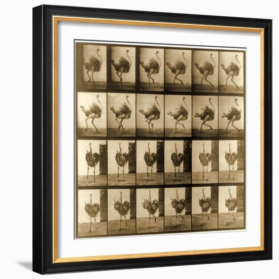 Image Sequence of an Ostrich Running, 'Animal Locomotion' Series, C.1887-Eadweard Muybridge-Framed Giclee Print