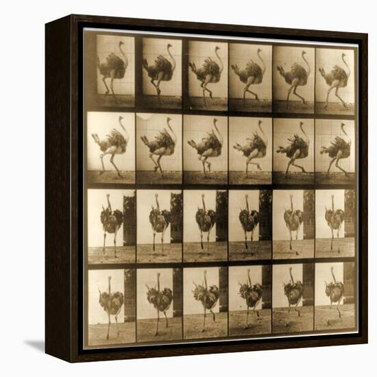 Image Sequence of an Ostrich Running, 'Animal Locomotion' Series, C.1887-Eadweard Muybridge-Framed Premier Image Canvas