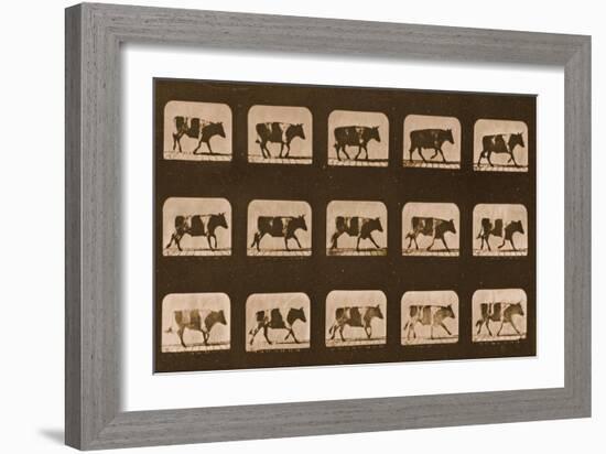 Image Sequence of an Ox Running, 'Animal Locomotion' Series, C.1881-Eadweard Muybridge-Framed Giclee Print