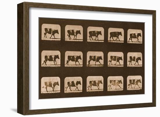 Image Sequence of an Ox Running, 'Animal Locomotion' Series, C.1881-Eadweard Muybridge-Framed Giclee Print