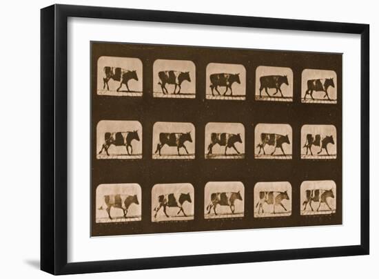 Image Sequence of an Ox Running, 'Animal Locomotion' Series, C.1881-Eadweard Muybridge-Framed Giclee Print