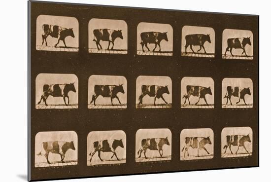 Image Sequence of an Ox Running, 'Animal Locomotion' Series, C.1881-Eadweard Muybridge-Mounted Giclee Print