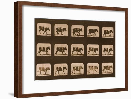 Image Sequence of an Ox Running, 'Animal Locomotion' Series, C.1881-Eadweard Muybridge-Framed Giclee Print