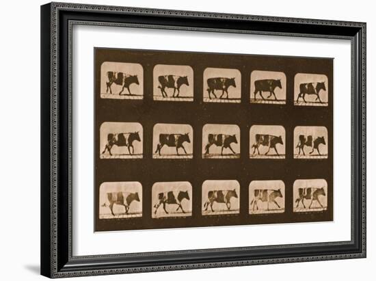 Image Sequence of an Ox Running, 'Animal Locomotion' Series, C.1881-Eadweard Muybridge-Framed Giclee Print