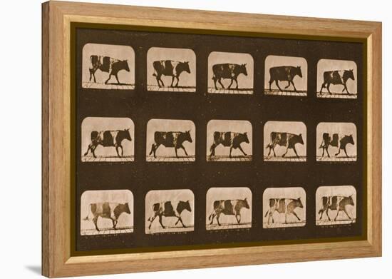 Image Sequence of an Ox Running, 'Animal Locomotion' Series, C.1881-Eadweard Muybridge-Framed Premier Image Canvas