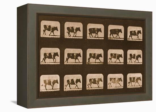 Image Sequence of an Ox Running, 'Animal Locomotion' Series, C.1881-Eadweard Muybridge-Framed Premier Image Canvas