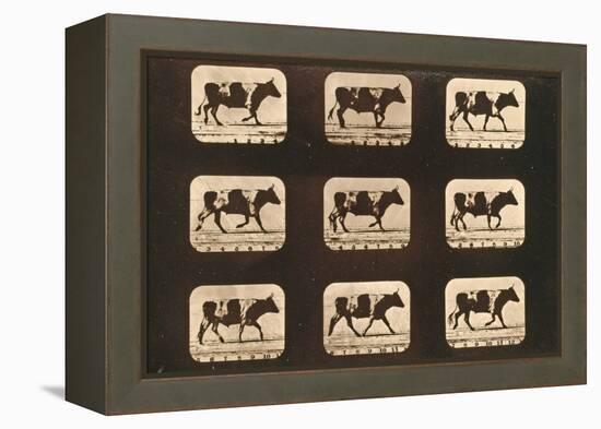 Image Sequence of an Ox Trotting, 'Animal Locomotion' Series, C.1881-Eadweard Muybridge-Framed Premier Image Canvas