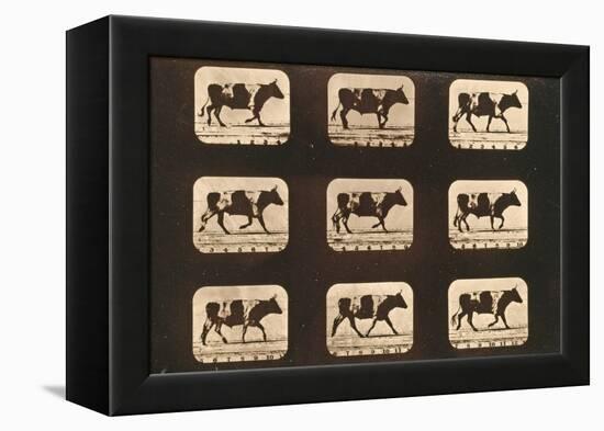 Image Sequence of an Ox Trotting, 'Animal Locomotion' Series, C.1881-Eadweard Muybridge-Framed Premier Image Canvas