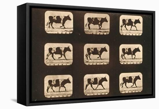 Image Sequence of an Ox Trotting, 'Animal Locomotion' Series, C.1881-Eadweard Muybridge-Framed Premier Image Canvas