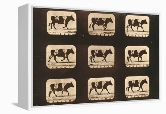 Image Sequence of an Ox Trotting, 'Animal Locomotion' Series, C.1881-Eadweard Muybridge-Framed Premier Image Canvas