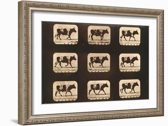 Image Sequence of an Ox Trotting, 'Animal Locomotion' Series, C.1881-Eadweard Muybridge-Framed Giclee Print