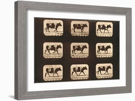 Image Sequence of an Ox Trotting, 'Animal Locomotion' Series, C.1881-Eadweard Muybridge-Framed Giclee Print