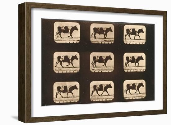 Image Sequence of an Ox Trotting, 'Animal Locomotion' Series, C.1881-Eadweard Muybridge-Framed Giclee Print