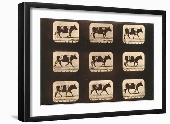 Image Sequence of an Ox Trotting, 'Animal Locomotion' Series, C.1881-Eadweard Muybridge-Framed Giclee Print