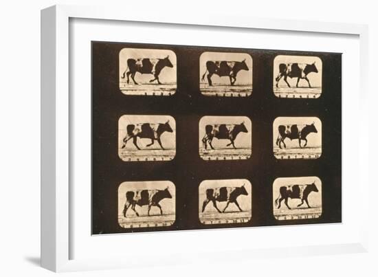 Image Sequence of an Ox Trotting, 'Animal Locomotion' Series, C.1881-Eadweard Muybridge-Framed Giclee Print