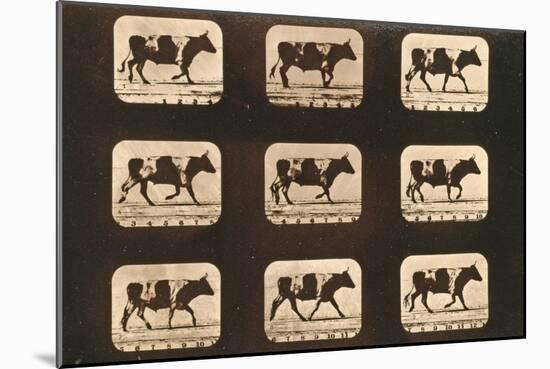 Image Sequence of an Ox Trotting, 'Animal Locomotion' Series, C.1881-Eadweard Muybridge-Mounted Giclee Print