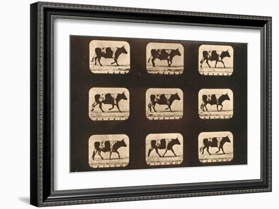 Image Sequence of an Ox Trotting, 'Animal Locomotion' Series, C.1881-Eadweard Muybridge-Framed Giclee Print