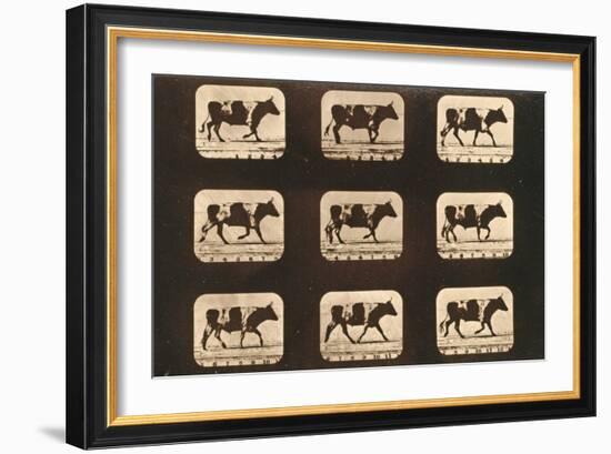 Image Sequence of an Ox Trotting, 'Animal Locomotion' Series, C.1881-Eadweard Muybridge-Framed Giclee Print