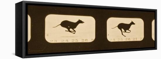 Image Sequence of Running Greyhounds, 'Animal Locomotion' Series, C.1881-Eadweard Muybridge-Framed Premier Image Canvas