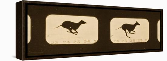 Image Sequence of Running Greyhounds, 'Animal Locomotion' Series, C.1881-Eadweard Muybridge-Framed Premier Image Canvas