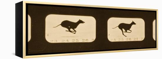 Image Sequence of Running Greyhounds, 'Animal Locomotion' Series, C.1881-Eadweard Muybridge-Framed Premier Image Canvas