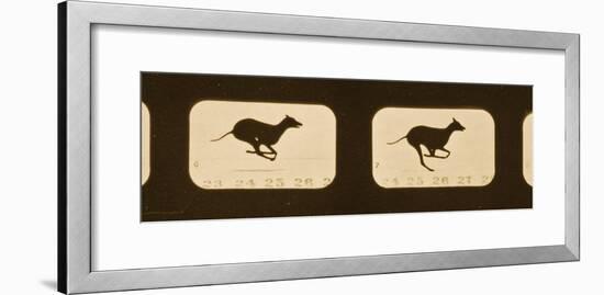 Image Sequence of Running Greyhounds, 'Animal Locomotion' Series, C.1881-Eadweard Muybridge-Framed Giclee Print