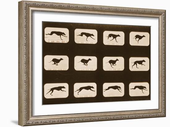 Image Sequence of Running Greyhounds, 'Animal Locomotion' Series, C.1881-Eadweard Muybridge-Framed Giclee Print