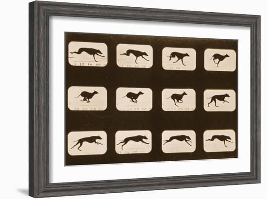 Image Sequence of Running Greyhounds, 'Animal Locomotion' Series, C.1881-Eadweard Muybridge-Framed Giclee Print