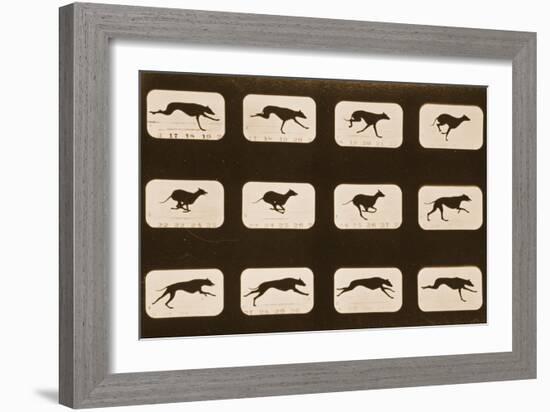 Image Sequence of Running Greyhounds, 'Animal Locomotion' Series, C.1881-Eadweard Muybridge-Framed Giclee Print