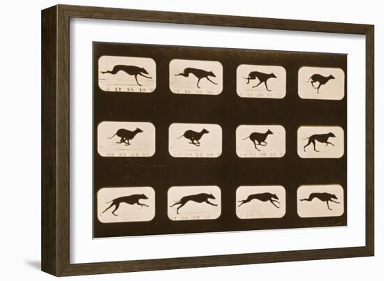 Image Sequence of Running Greyhounds, 'Animal Locomotion' Series, C.1881-Eadweard Muybridge-Framed Giclee Print