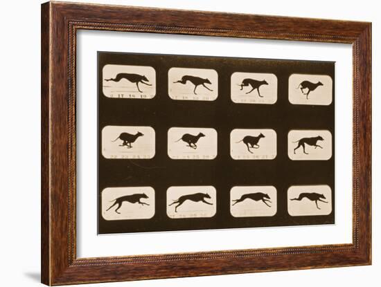 Image Sequence of Running Greyhounds, 'Animal Locomotion' Series, C.1881-Eadweard Muybridge-Framed Giclee Print