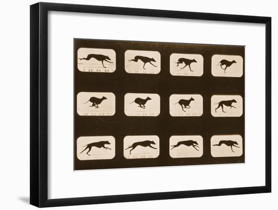 Image Sequence of Running Greyhounds, 'Animal Locomotion' Series, C.1881-Eadweard Muybridge-Framed Giclee Print