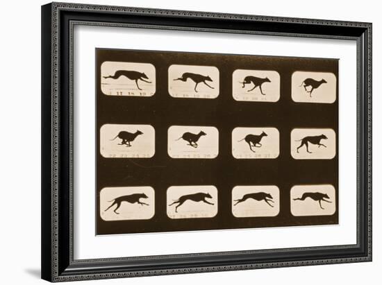 Image Sequence of Running Greyhounds, 'Animal Locomotion' Series, C.1881-Eadweard Muybridge-Framed Giclee Print