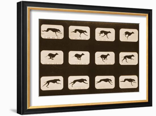 Image Sequence of Running Greyhounds, 'Animal Locomotion' Series, C.1881-Eadweard Muybridge-Framed Giclee Print