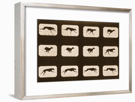 Image Sequence of Running Greyhounds, 'Animal Locomotion' Series, C.1881-Eadweard Muybridge-Framed Giclee Print