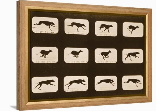 Image Sequence of Running Greyhounds, 'Animal Locomotion' Series, C.1881-Eadweard Muybridge-Framed Premier Image Canvas