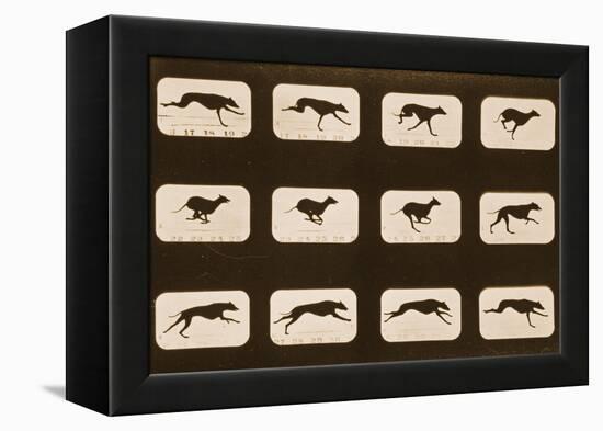 Image Sequence of Running Greyhounds, 'Animal Locomotion' Series, C.1881-Eadweard Muybridge-Framed Premier Image Canvas