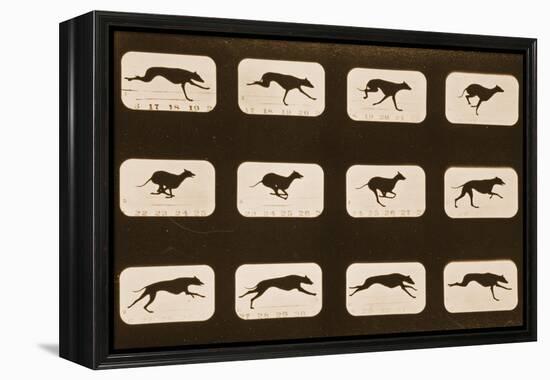 Image Sequence of Running Greyhounds, 'Animal Locomotion' Series, C.1881-Eadweard Muybridge-Framed Premier Image Canvas