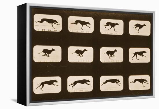 Image Sequence of Running Greyhounds, 'Animal Locomotion' Series, C.1881-Eadweard Muybridge-Framed Premier Image Canvas