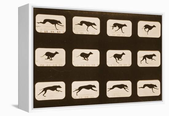 Image Sequence of Running Greyhounds, 'Animal Locomotion' Series, C.1881-Eadweard Muybridge-Framed Premier Image Canvas