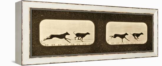 Image Sequence of Running Greyhounds, 'Animal Locomotion' Series, C.1881-Eadweard Muybridge-Framed Premier Image Canvas