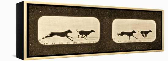 Image Sequence of Running Greyhounds, 'Animal Locomotion' Series, C.1881-Eadweard Muybridge-Framed Premier Image Canvas