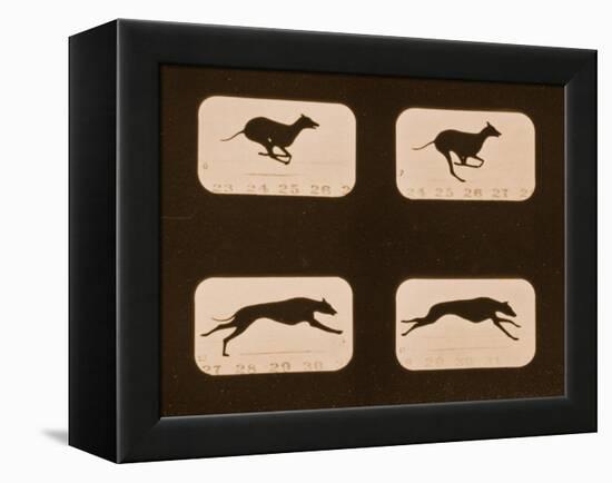 Image Sequence of Running Greyhounds, 'Animal Locomotion' Series, C.1881-Eadweard Muybridge-Framed Premier Image Canvas