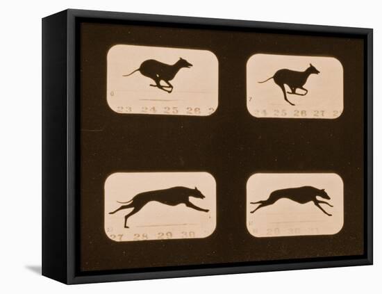 Image Sequence of Running Greyhounds, 'Animal Locomotion' Series, C.1881-Eadweard Muybridge-Framed Premier Image Canvas